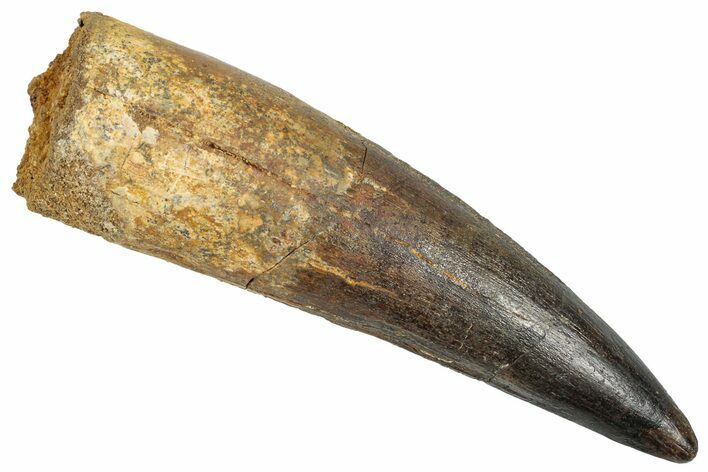 Real Fossil Spinosaurus Tooth - Huge Dinosaur Tooth #351640